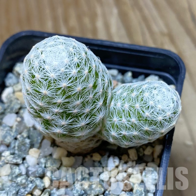 SH13356 Mammillaria humboldtii v. caespitosa
