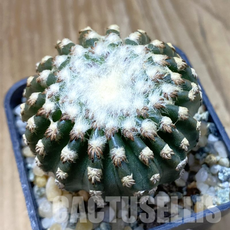 SH13357 Discocactus horstii