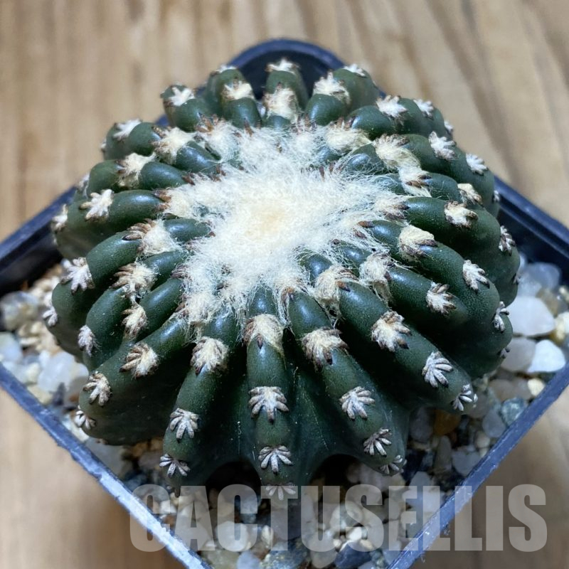 SH13358 Discocactus horstii
