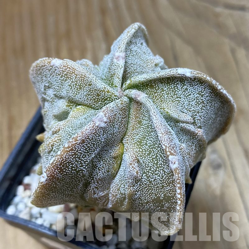 SH13360 Astrophytum myriostigma ‘Fukuryu’