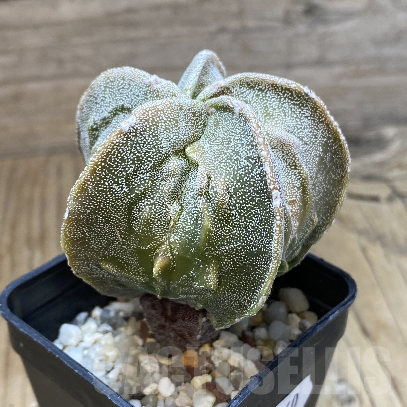 SH13360 Astrophytum myriostigma ‘Fukuryu’ - Obrázek 2