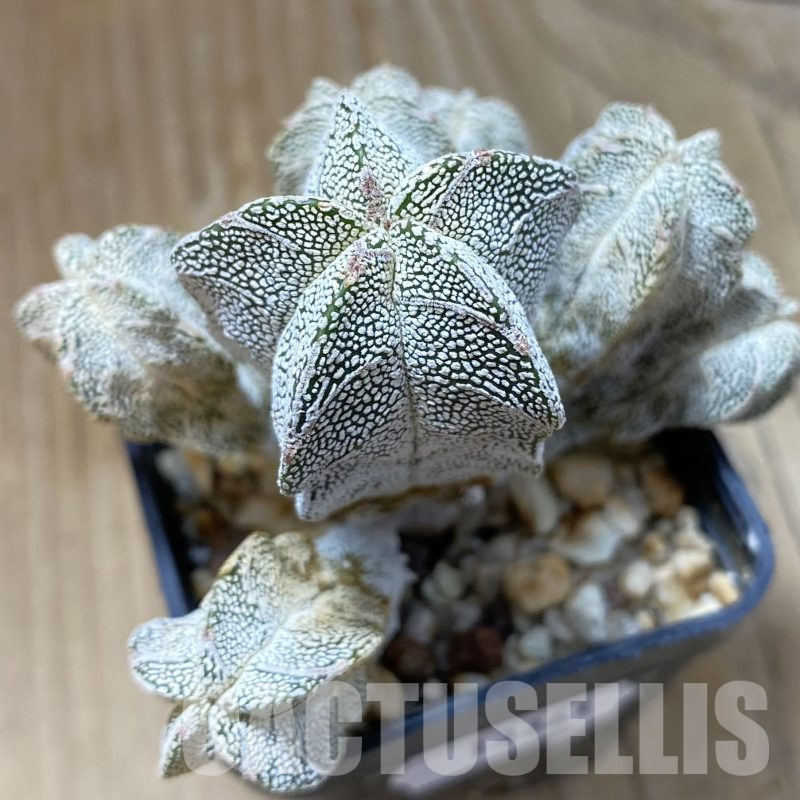SH13361 Astrophytum myriostigma 'Onzuka' V-Type f. caespitosa