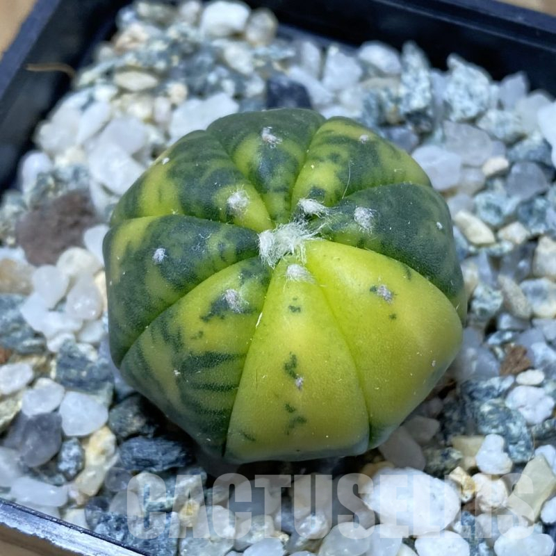 SH13362 Astrophytum asterias f. variegata