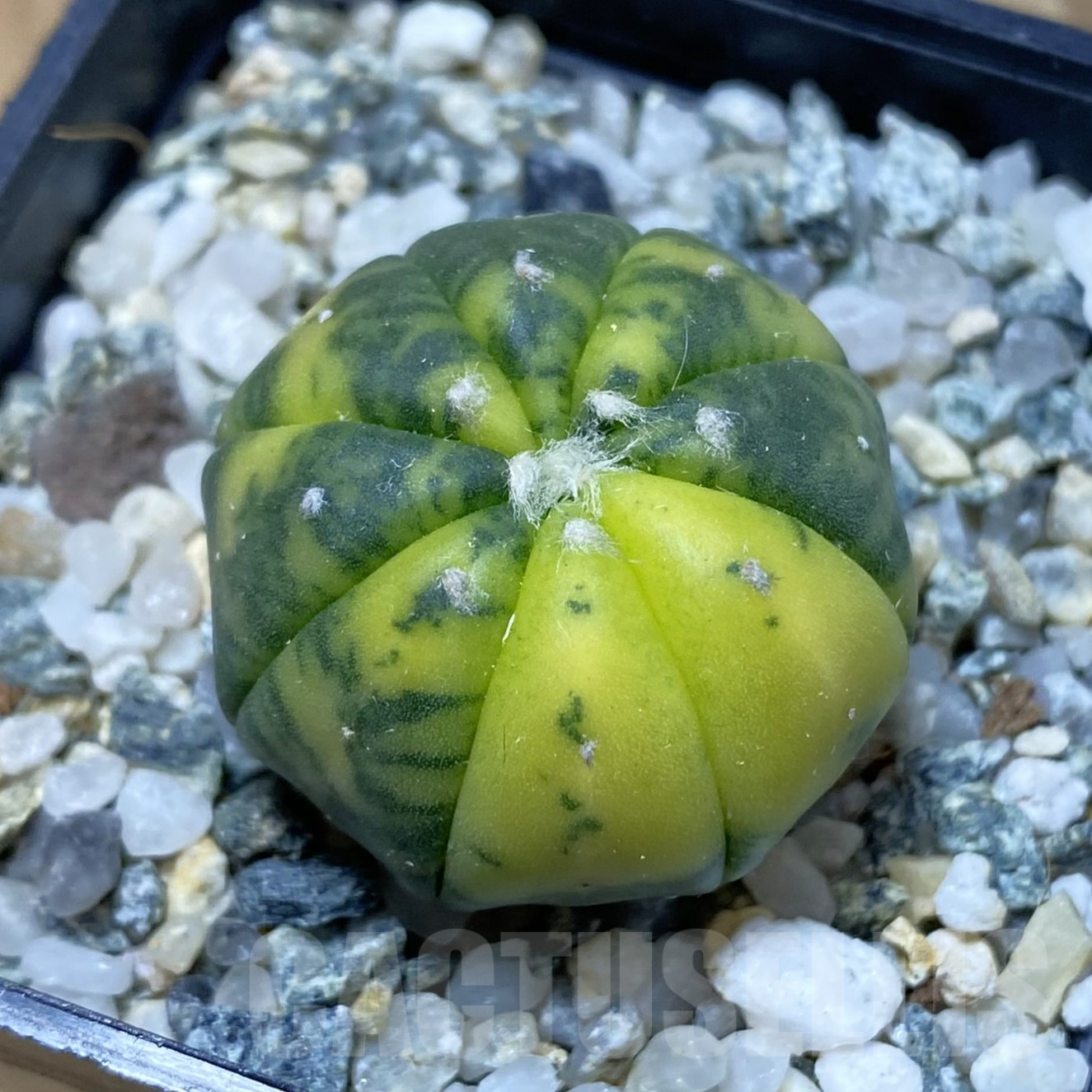 SH13362 Astrophytum asterias f. variegata