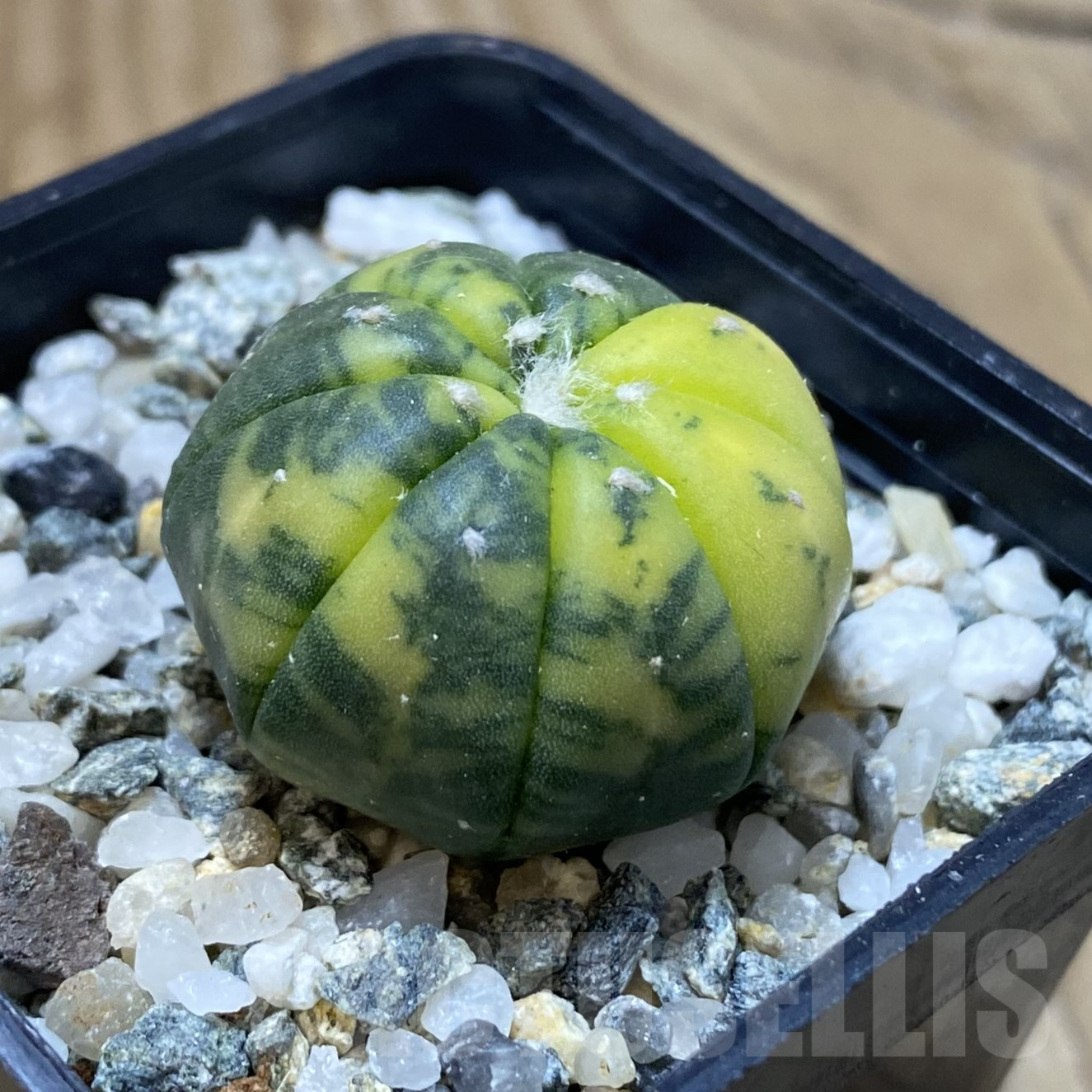 SH13362 Astrophytum asterias f. variegata - Image 2