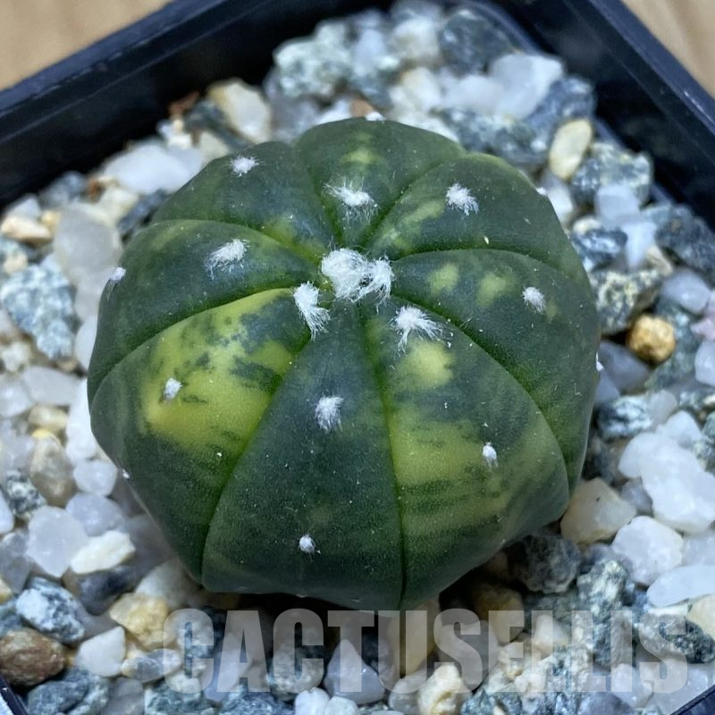 SH13363 Astrophytum asterias f. variegata