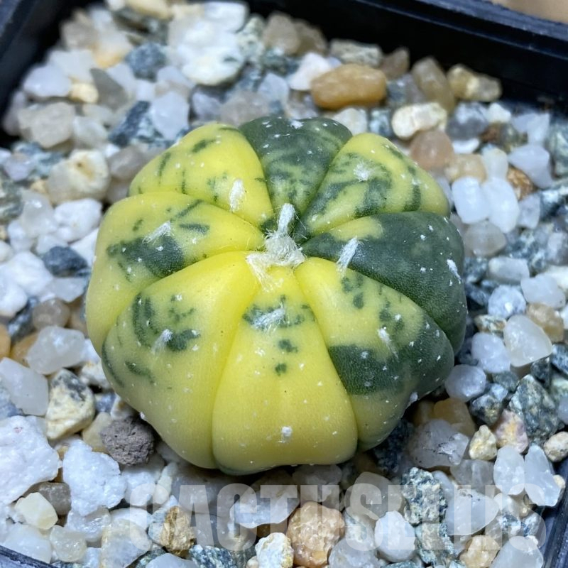 SH13364 Astrophytum asterias f. variegata