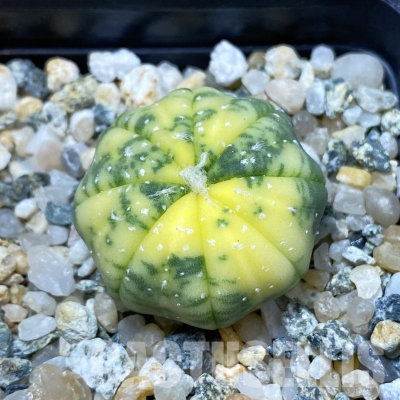 SH13365 Astrophytum asterias f. variegata