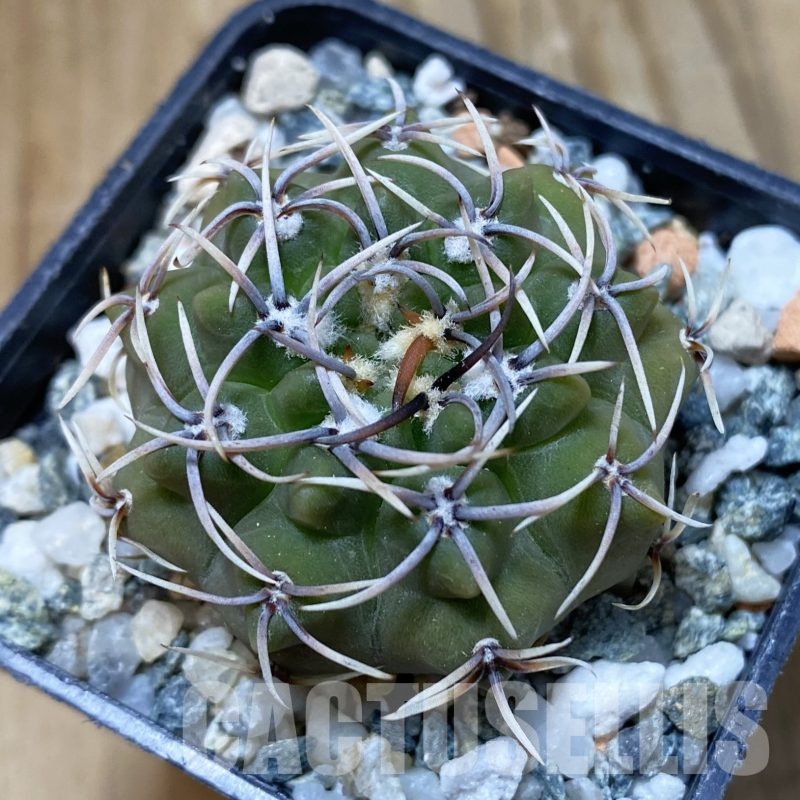 SH13377 Gymnocalycium ochoterenae ex L37