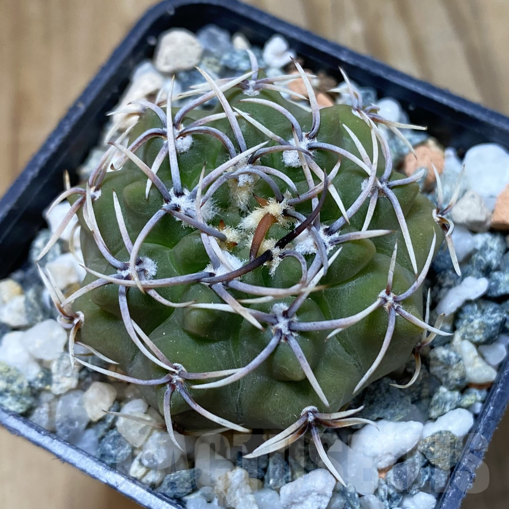 SH13377 Gymnocalycium ochoterenae ex L37