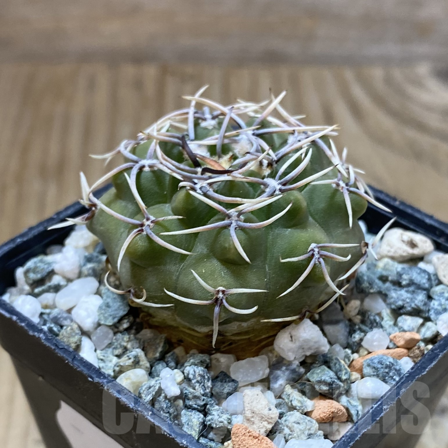 SH13377 Gymnocalycium ochoterenae ex L37 - Image 2