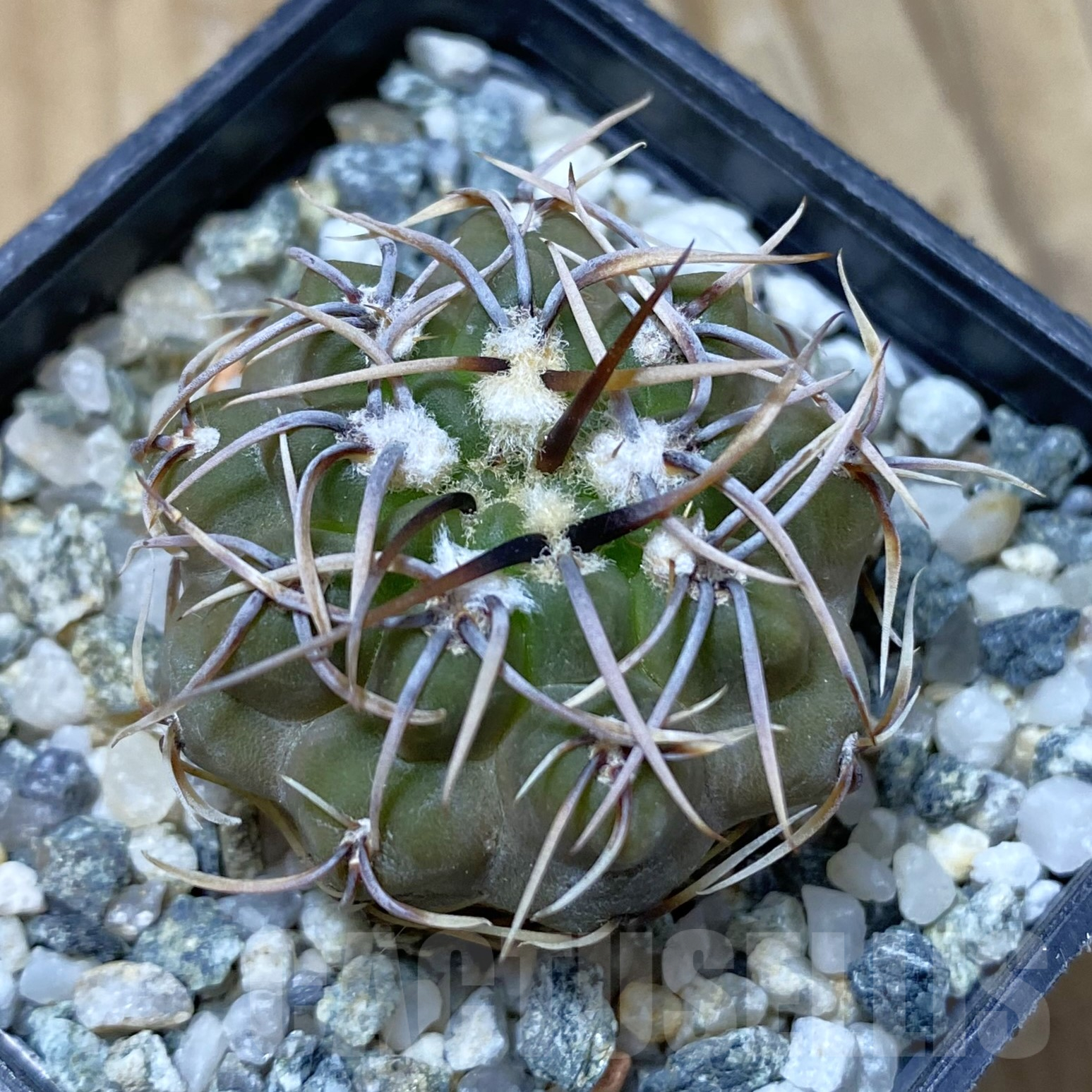 SH13378 Gymnocalycium ochoterenae ex L37
