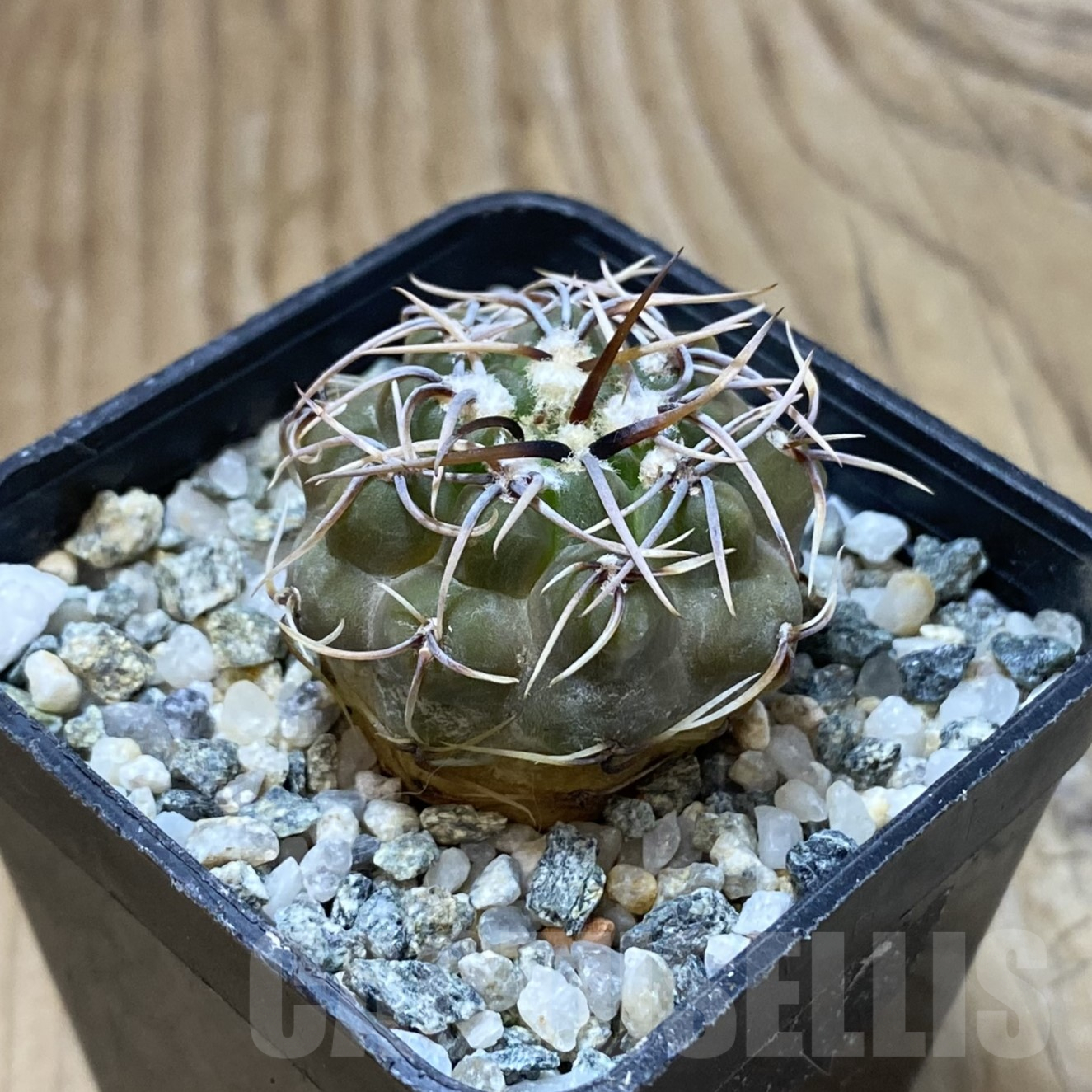 SH13378 Gymnocalycium ochoterenae ex L37 - Image 2