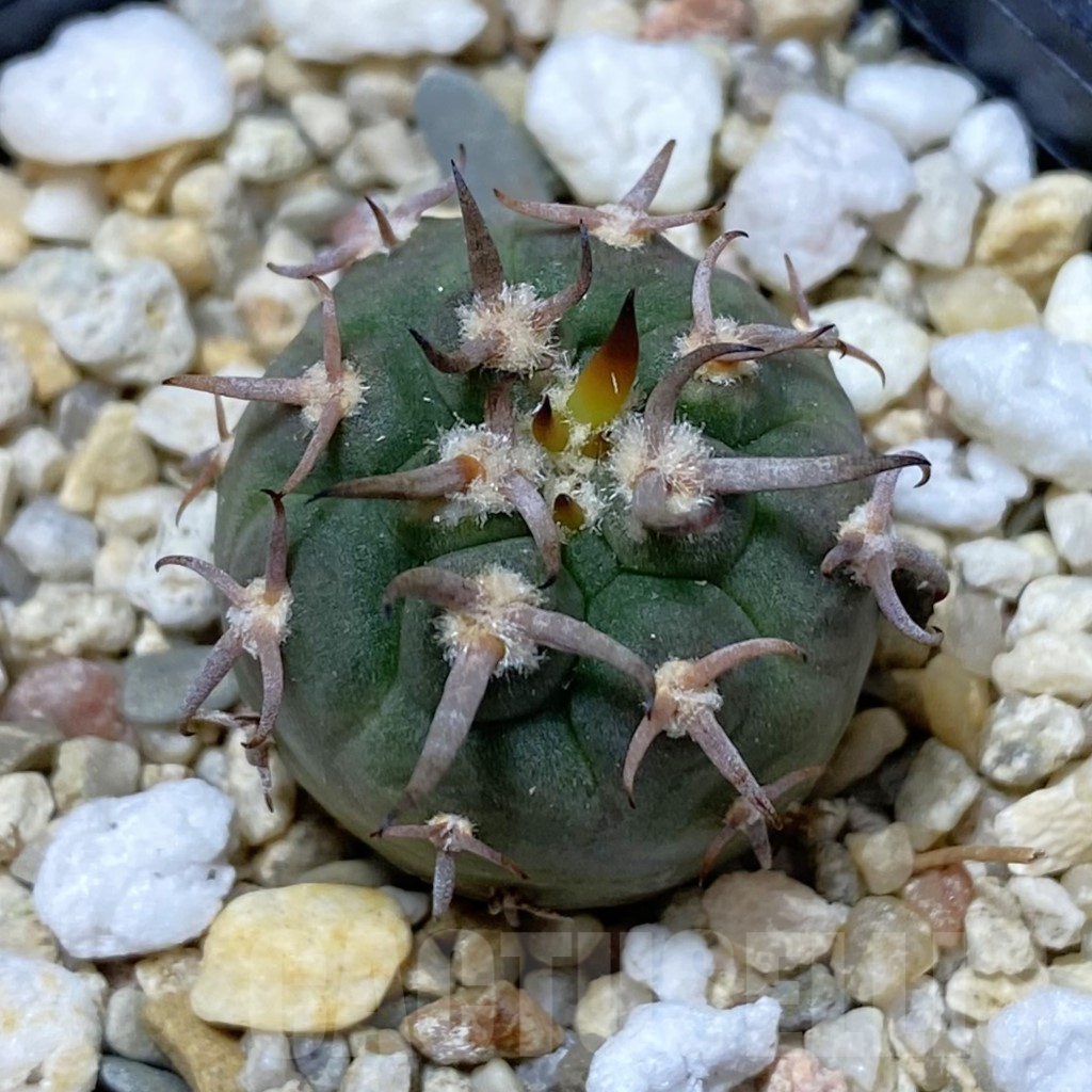 SH13379 Gymnocalycium spegazzinii v. unguispinum SL 443