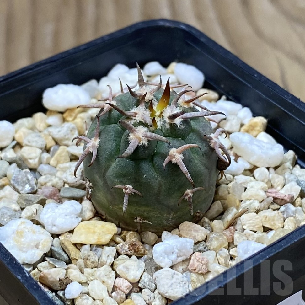 SH13379 Gymnocalycium spegazzinii v. unguispinum SL 443 - Image 2