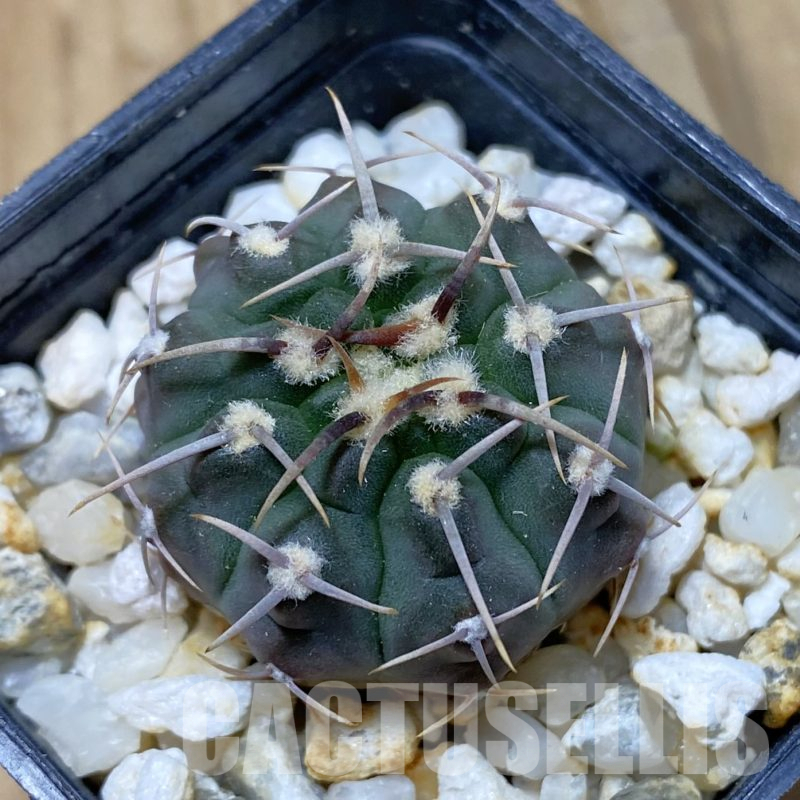 SH13382 Gymnocalycium vatteri