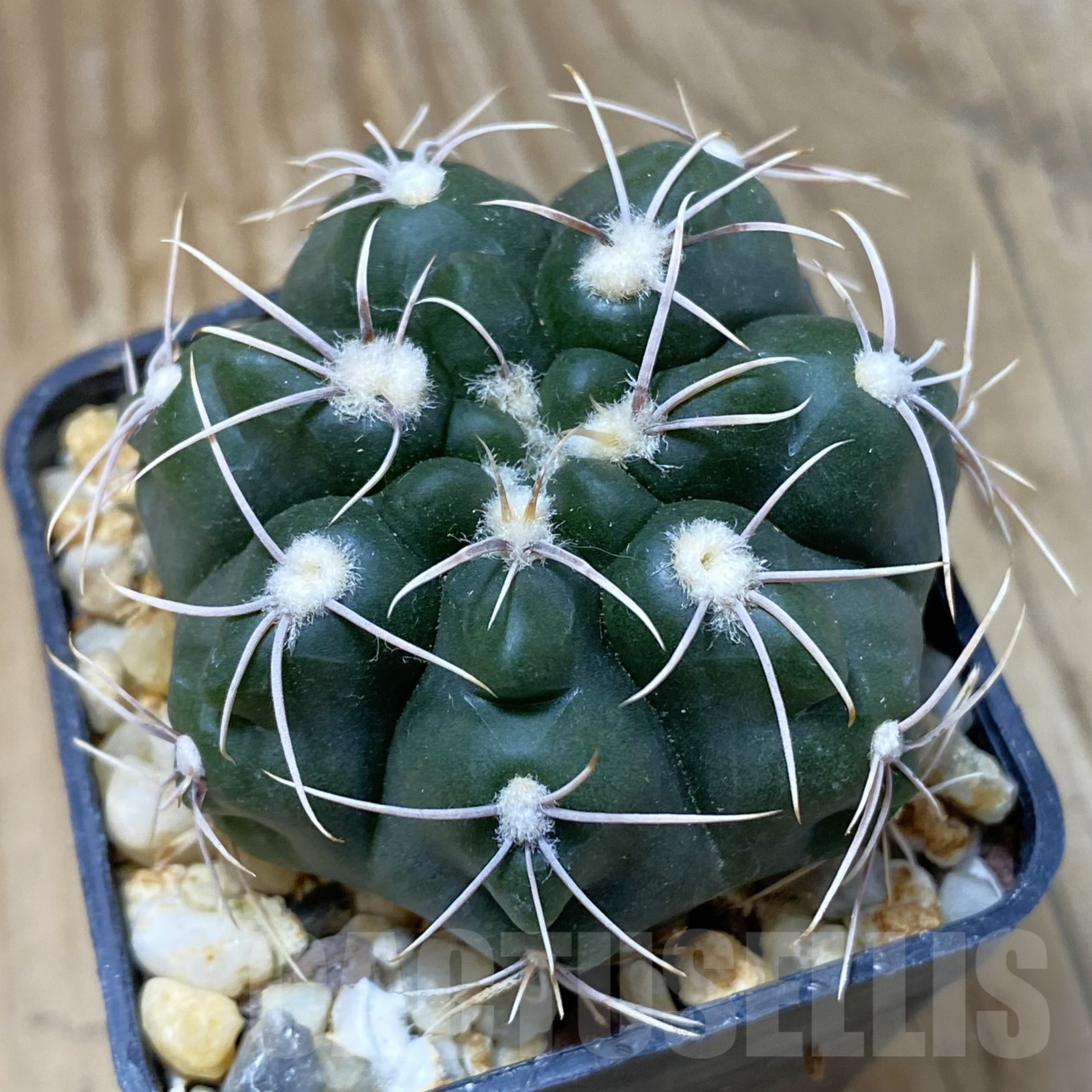 SH13383 Gymnocalycium sp. gaponii VG 309 -Cordoba, Argentina-