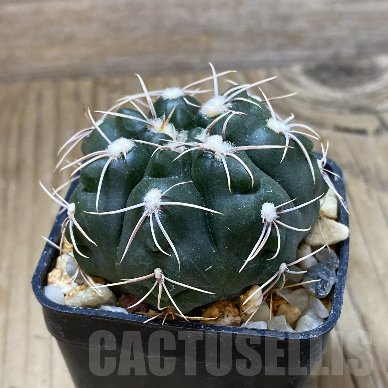 SH13383 Gymnocalycium sp. gaponii VG 309 -Cordoba, Argentina- - Image 2