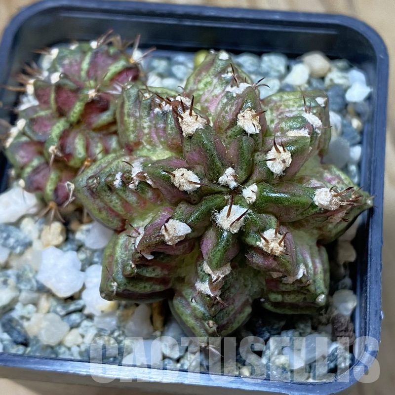 SH13384 Gymnocalycium mihanovichii 'T-Rex', seedling