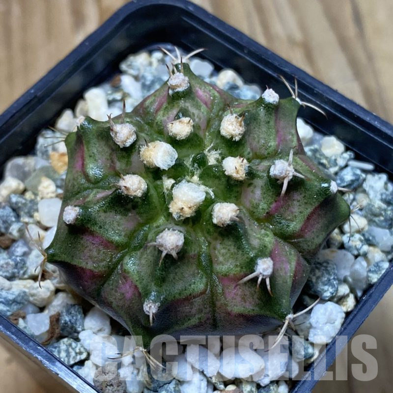 SH13385 Gymnocalycium mihanovichii 'T-Rex', seedling