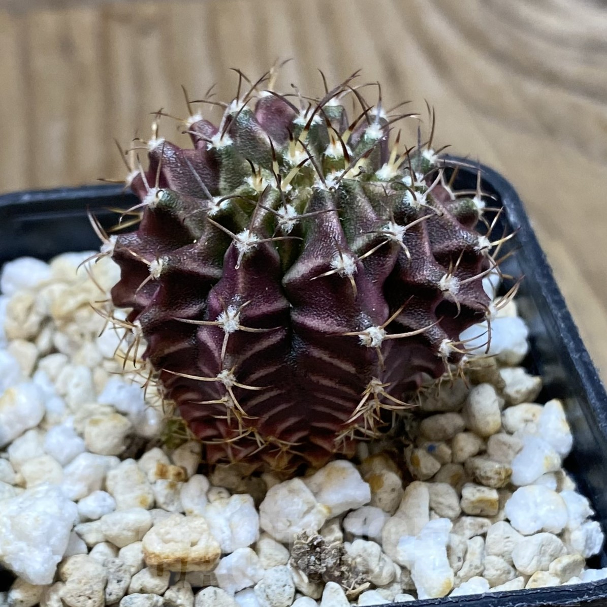 SH13387 Gymnocalycium mihanovichii f. cristata - Imagen 2