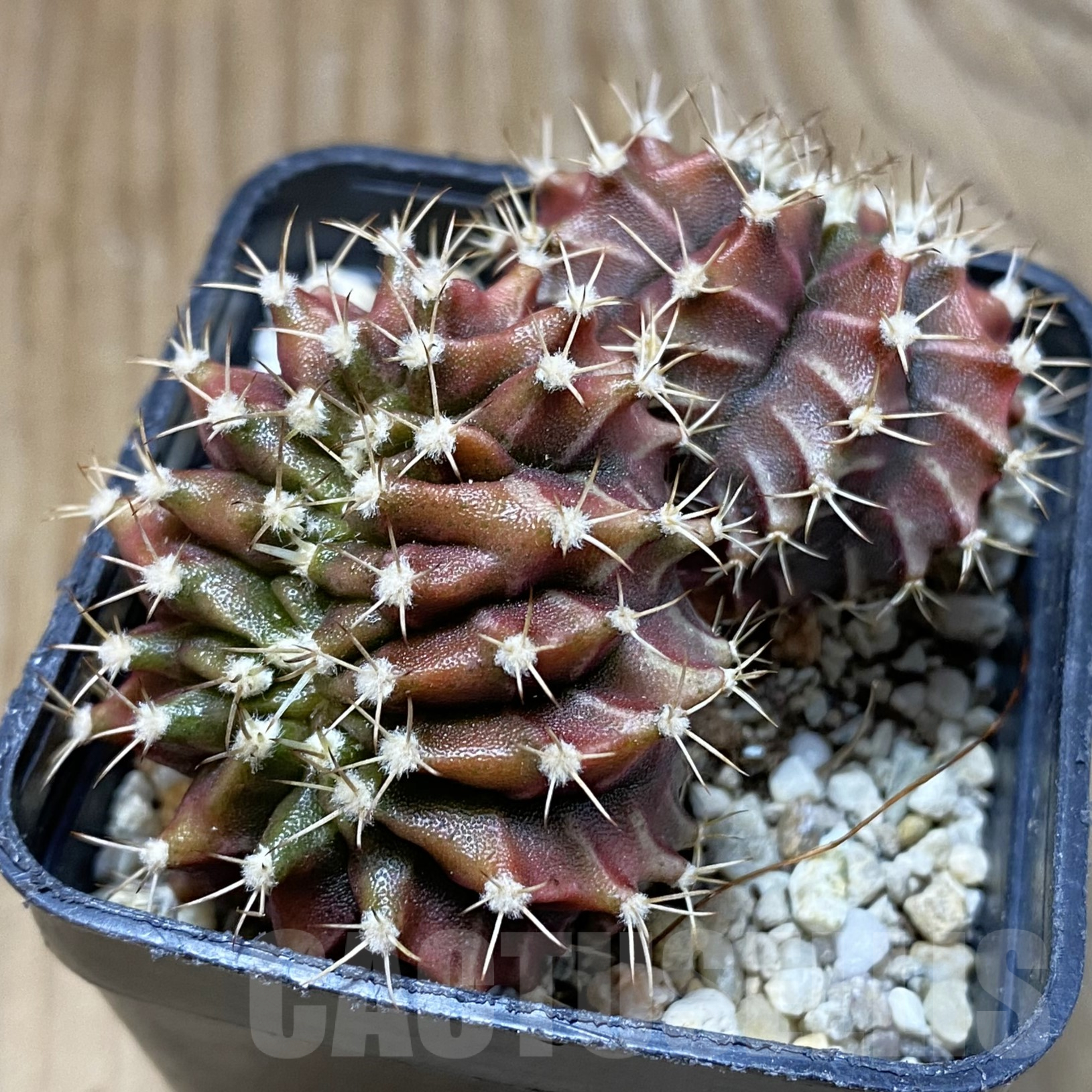SH13388 Gymnocalycium mihanovichii f. cristata