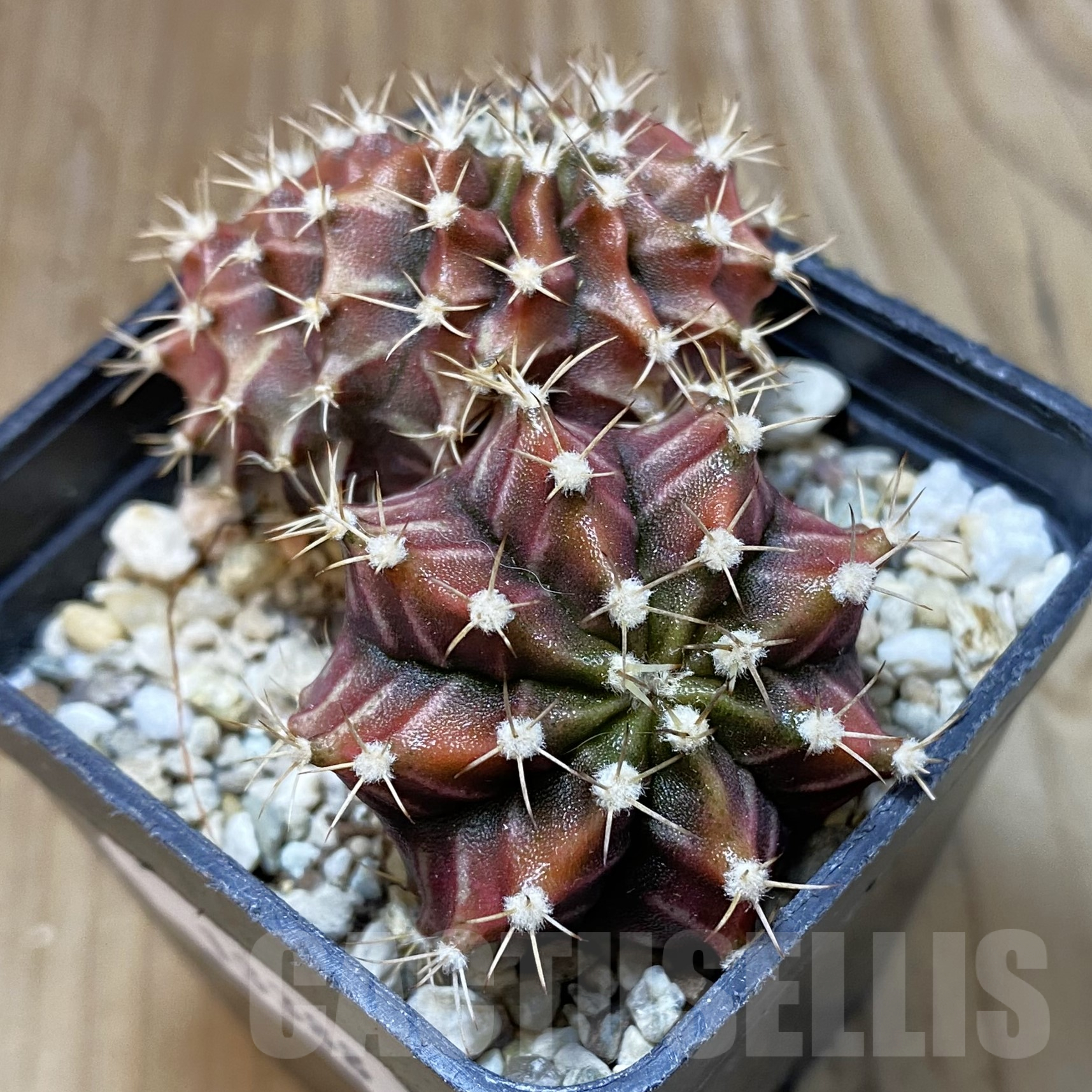 SH13388 Gymnocalycium mihanovichii f. cristata - Image 2