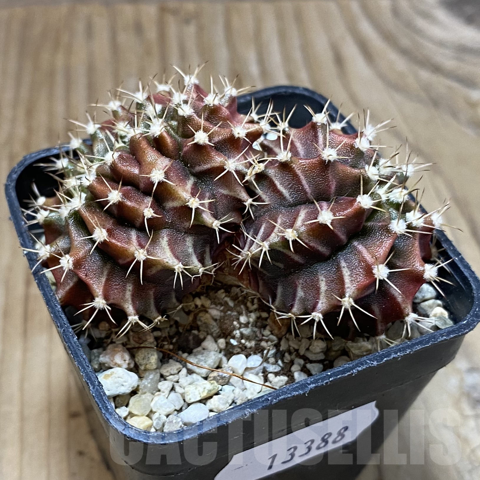 SH13388 Gymnocalycium mihanovichii f. cristata - Image 3