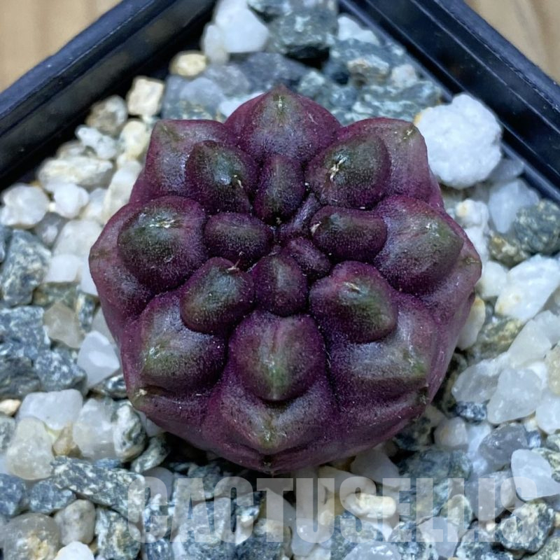 SH13389 Gymnocalycium mihanovichii ‘Day Dream’, seedling