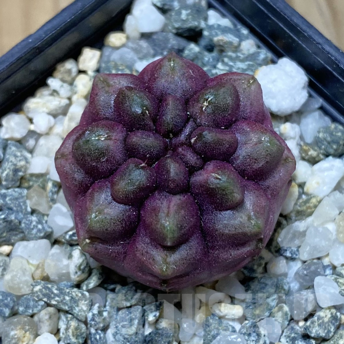 SH13389 Gymnocalycium mihanovichii ‘Day Dream’, seedling