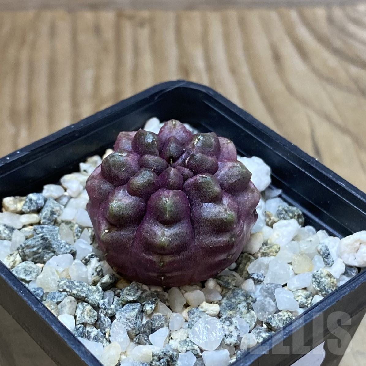 SH13389 Gymnocalycium mihanovichii ‘Day Dream’, seedling - Image 2