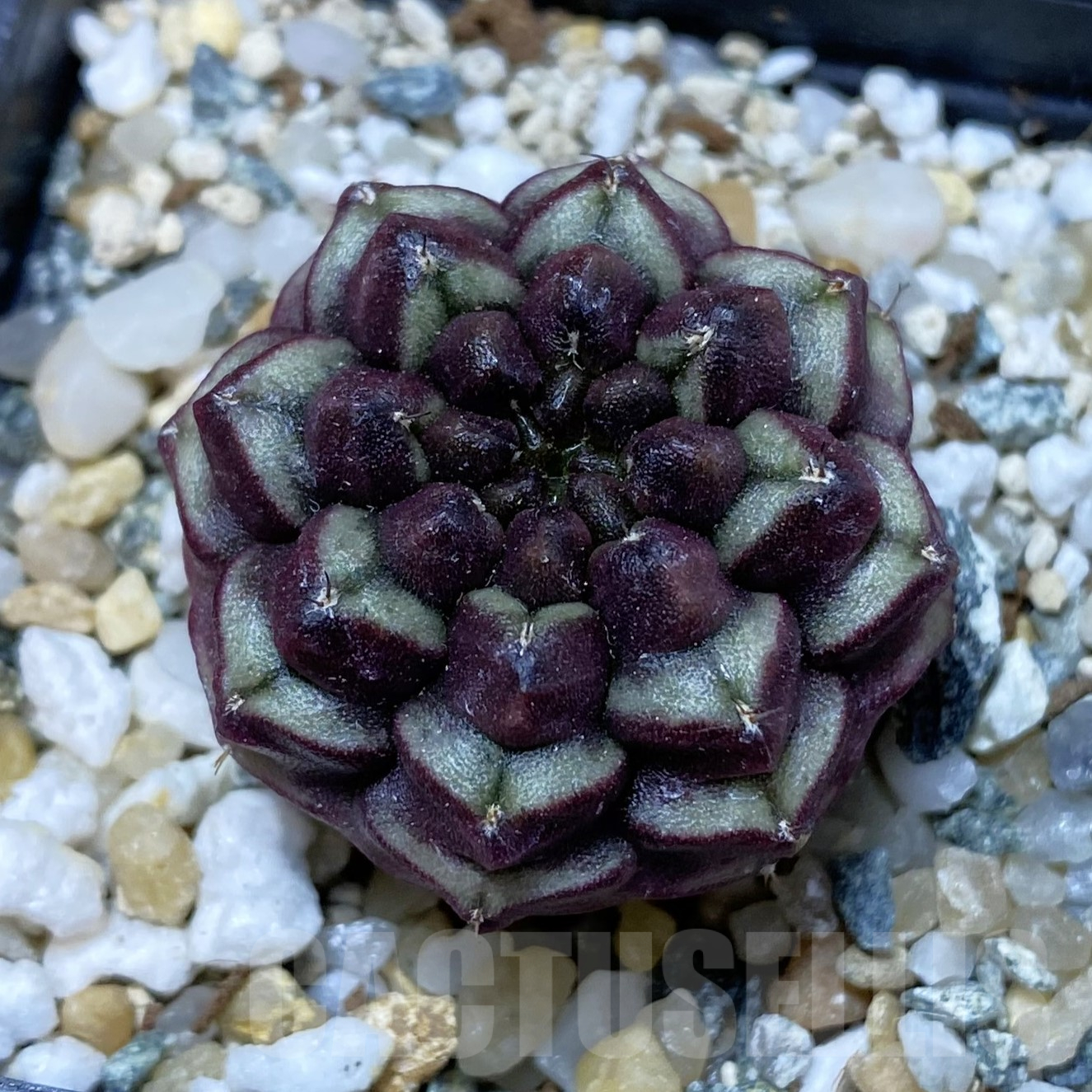 SH13390 Gymnocalycium mihanovichii ‘Day Dream’, seedling