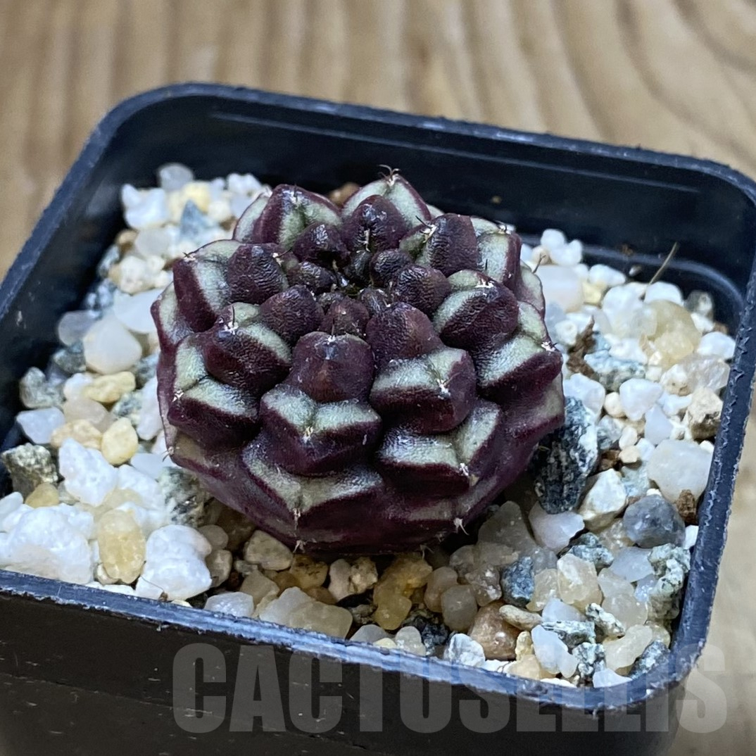SH13390 Gymnocalycium mihanovichii ‘Day Dream’, seedling - Image 2