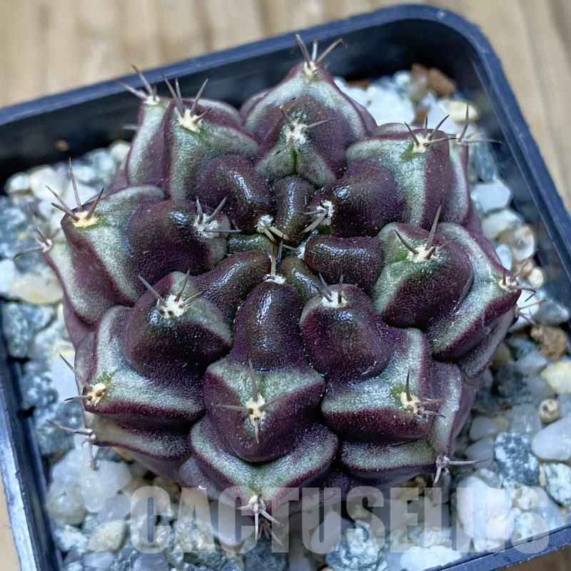 SH13391 Gymnocalycium mihanovichii ‘Day Dream’, seedling