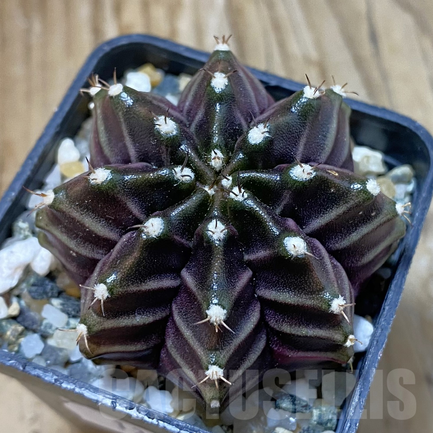 SH13392 Gymnocalycium mihanovichii ‘Black Widow’, seedling