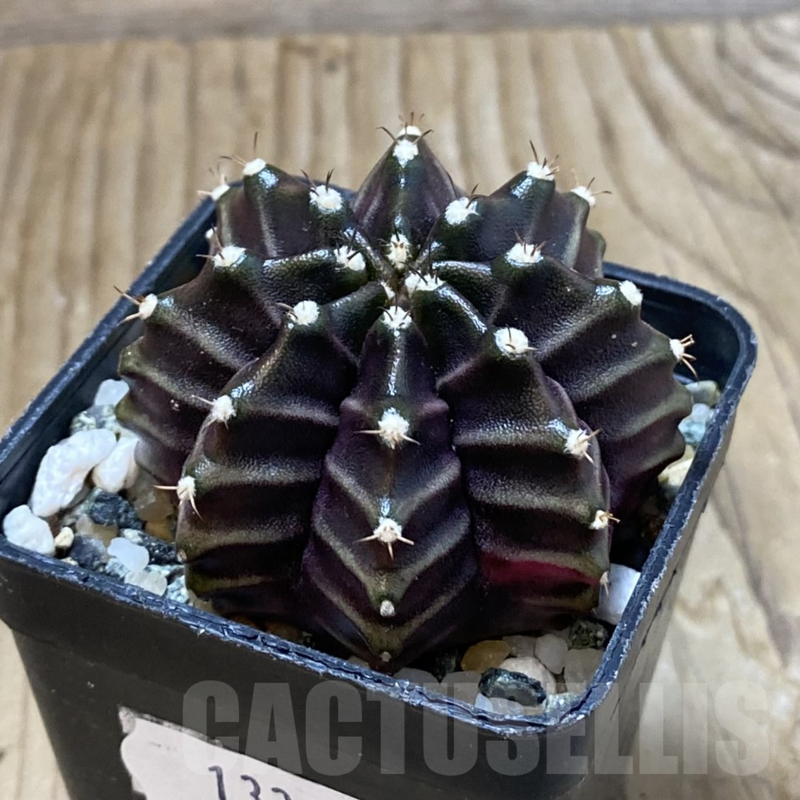 SH13392 Gymnocalycium mihanovichii ‘Black Widow’, seedling - Image 2