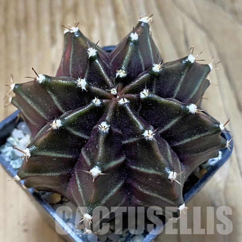 SH13393 Gymnocalycium mihanovichii ‘Black Widow’, seedling