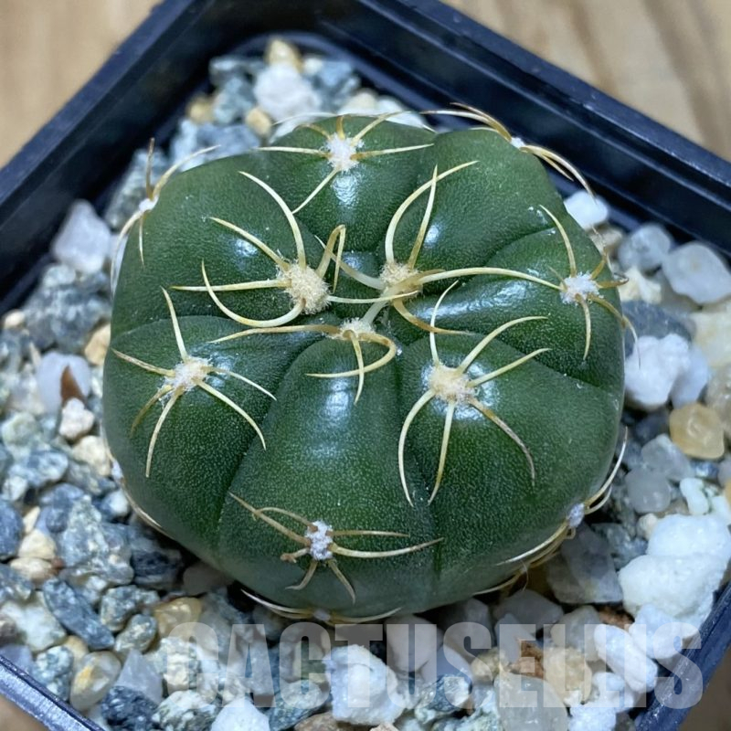 SH13394 Gymnocalycium denudatum ‘Kaiomaru’, seedling -Japan-