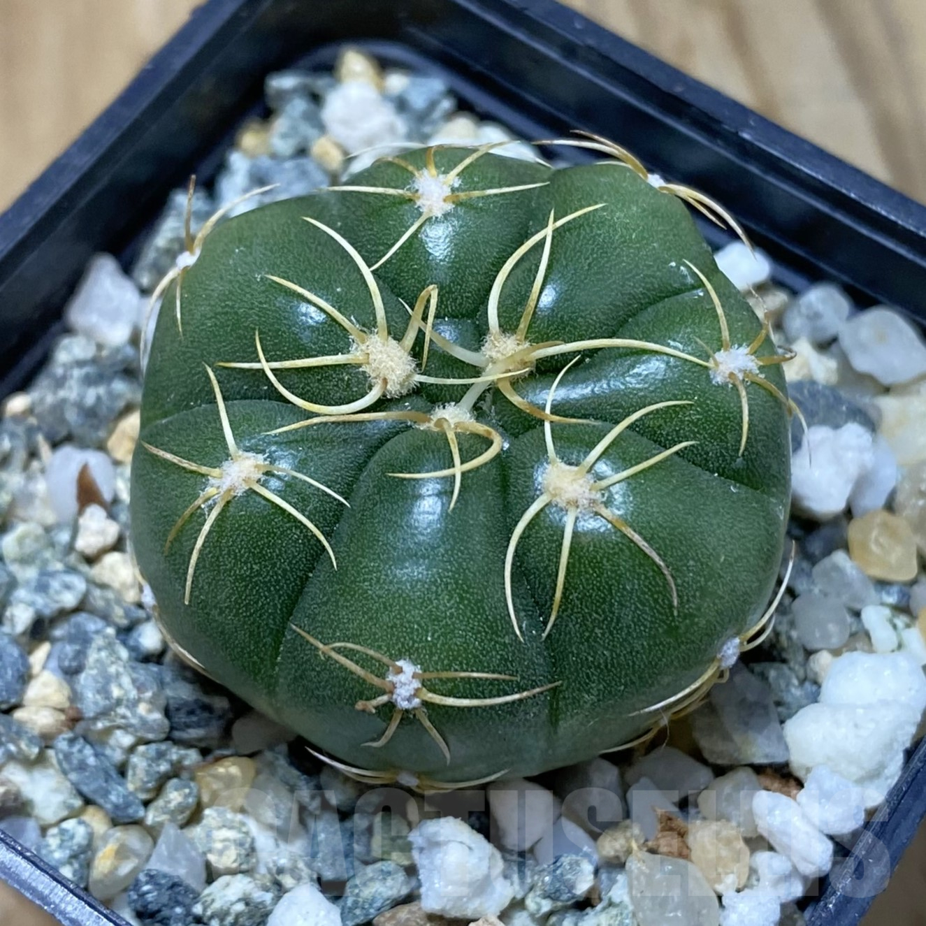 SH13394 Gymnocalycium denudatum ‘Kaiomaru’, seedling -Japan-