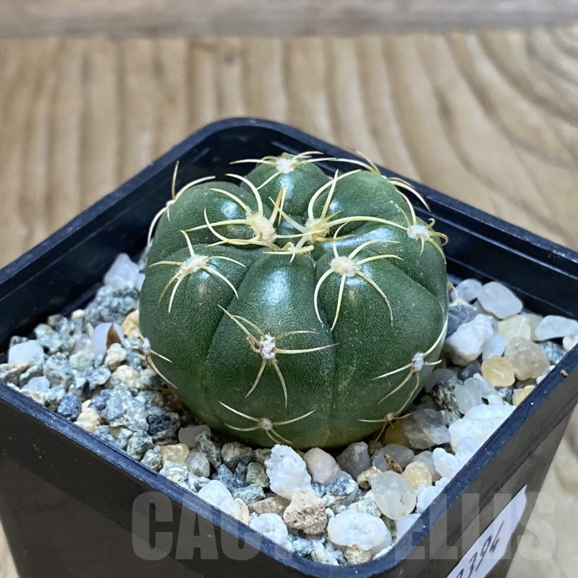 SH13394 Gymnocalycium denudatum ‘Kaiomaru’, seedling -Japan- - Image 2