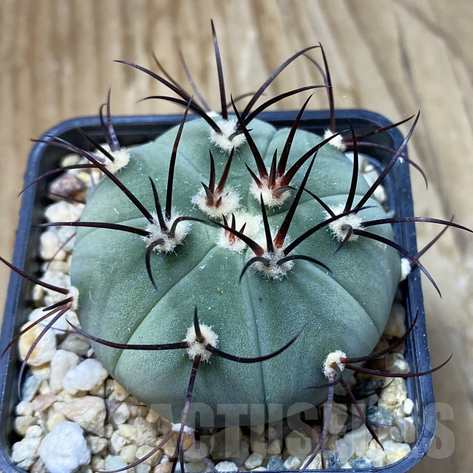 SH13395 Gymnocalycium cabreraense VOS 2122