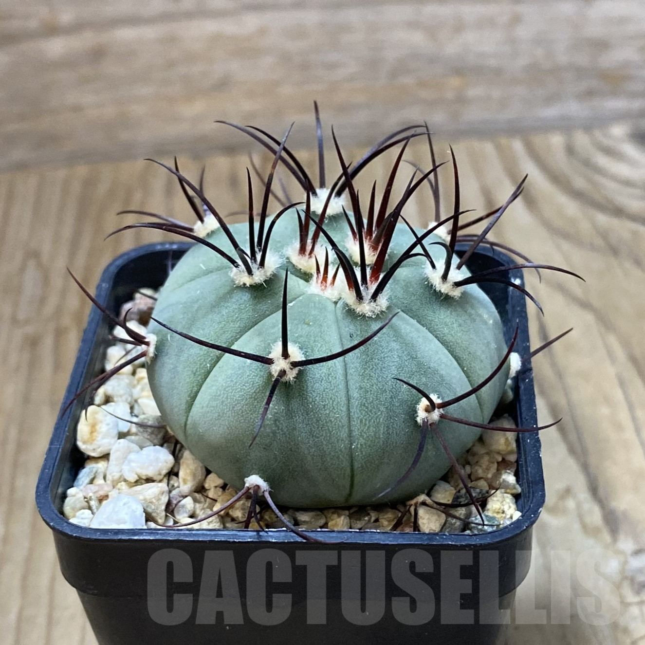 SH13395 Gymnocalycium cabreraense VOS 2122 - Image 2