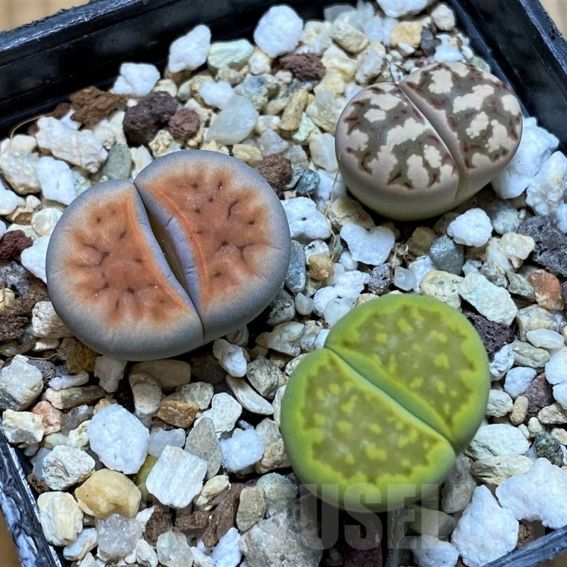 SH10989 Lithops mix