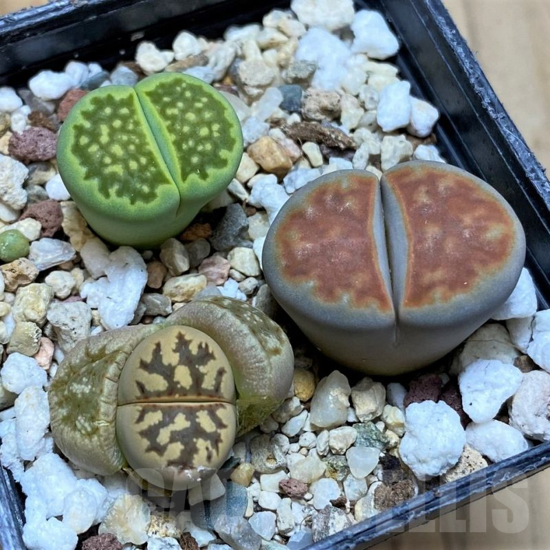 SH10990 Lithops mix