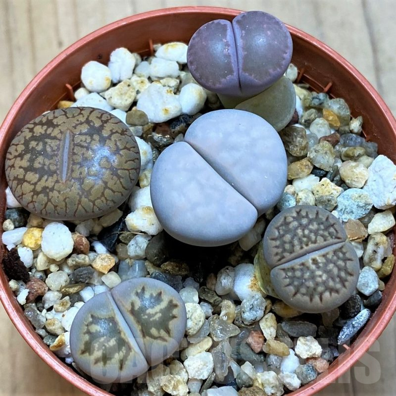 SH10992 Lithops mix