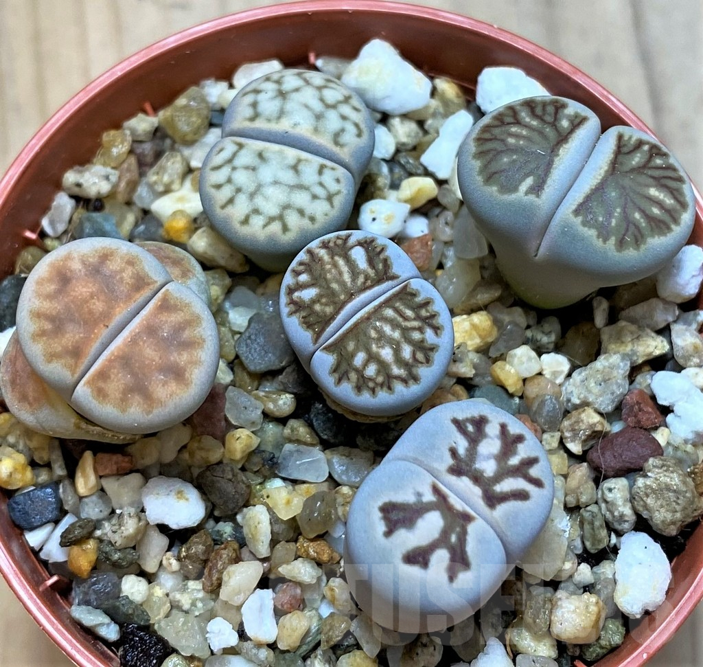 SH10994 Lithops mix