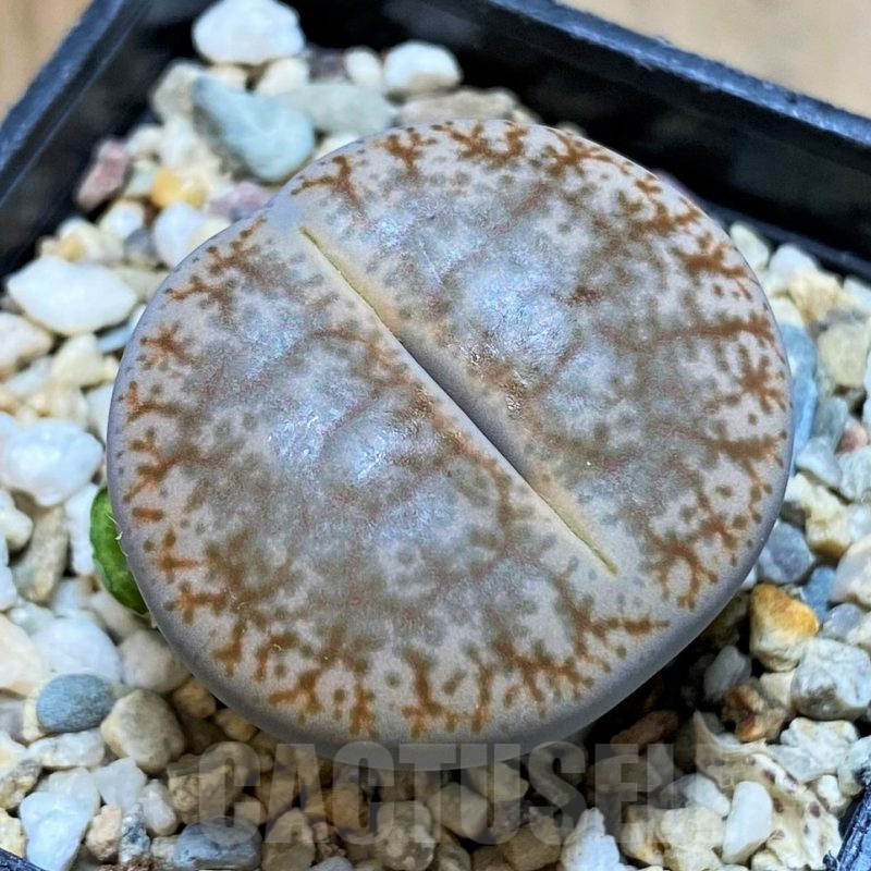 SH10998 Lithops pseudotruncatella