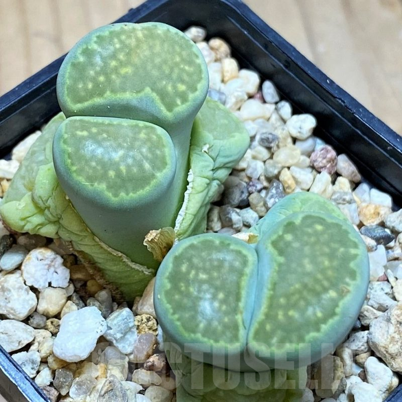 SH11001 Lithops julii 'Fuller Green'