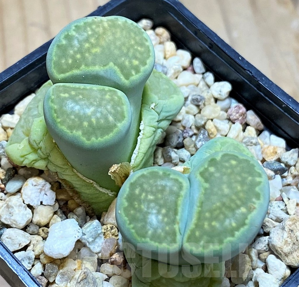 SH11001 Lithops julii 'Fuller Green'