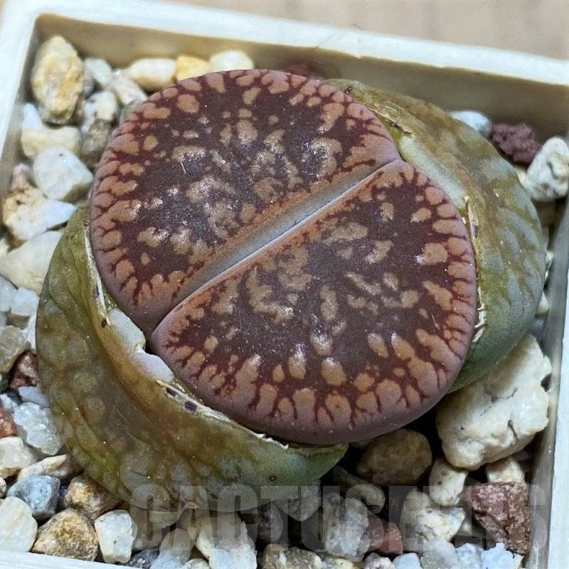 SH11002 Lithops aucampiae